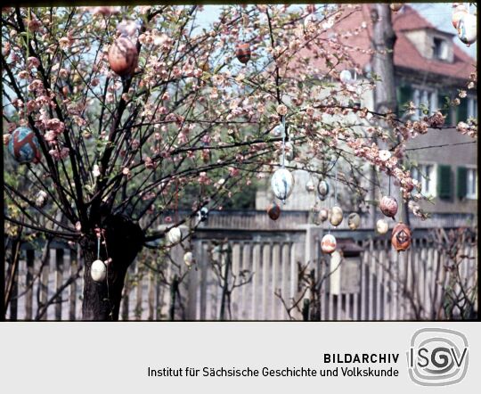 Baum, geschmückt mit Ostereiern in Dresden-Kleinzschachwitz , Ostern 1957.