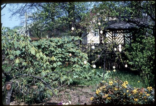 Baum, geschmückt mit Ostereiern in Dresden-Oberpoyritz , Ostern 1957.