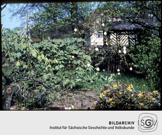 Baum, geschmückt mit Ostereiern in Dresden-Oberpoyritz , Ostern 1957.