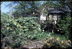 Bild: Baum, geschmückt mit Ostereiern in Dresden-Oberpoyritz , Ostern 1957.