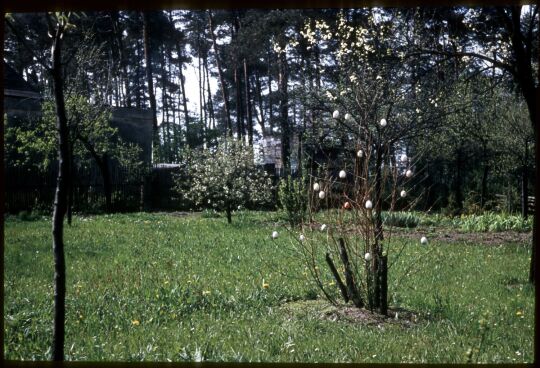 Baum, geschmückt mit Ostereiern in Dresden-Oberpoyritz , Ostern 1957.