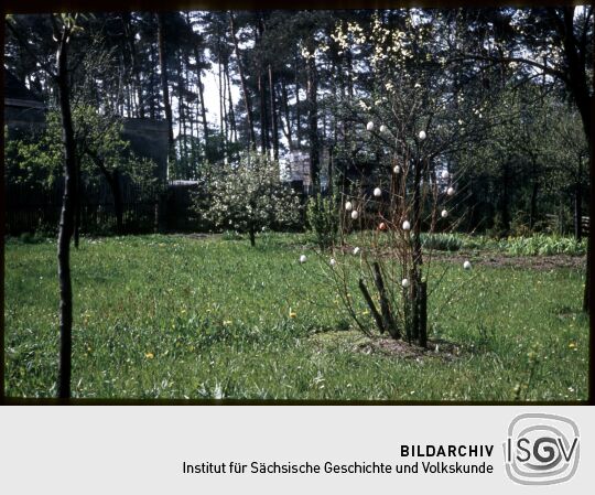 Baum, geschmückt mit Ostereiern in Dresden-Oberpoyritz , Ostern 1957.