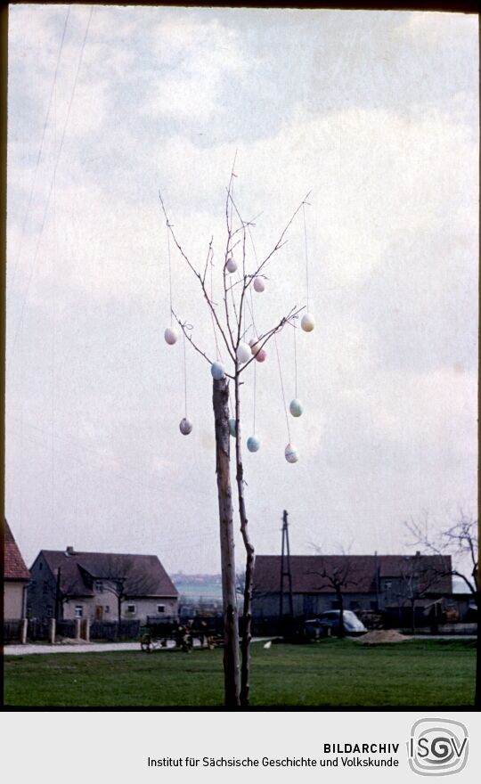 Baum, geschmückt mit Ostereiern in Pirna-Copitz , Ostern 1957.