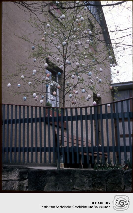 Baum, geschmückt mit Ostereiern in Porschdorf, Ostern 1957.