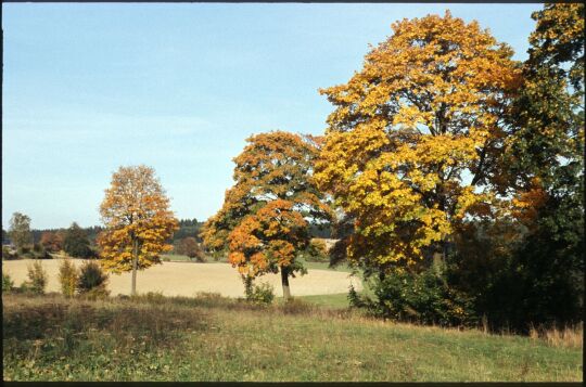 Herbstliche Bäume bei Pabstleithen