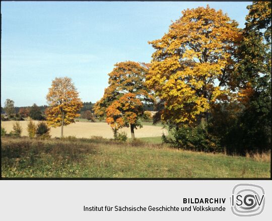 Herbstliche Bäume bei Pabstleithen