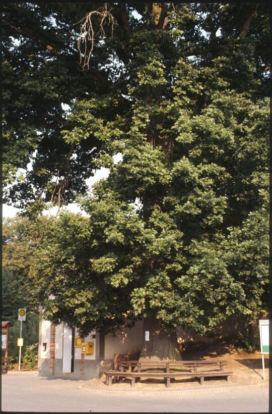 Baum und Bank in Collm 1994
