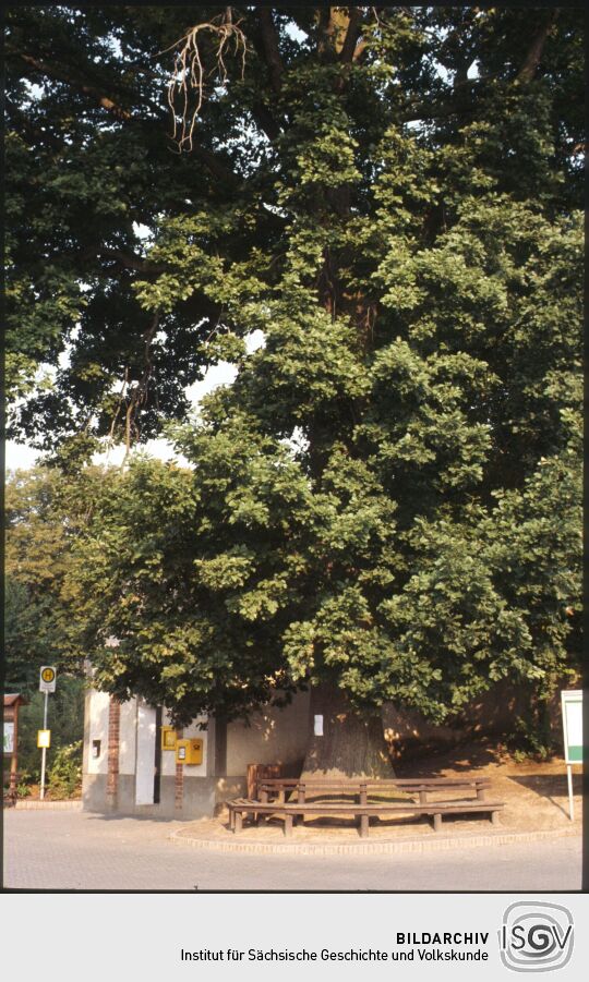 Baum und Bank in Collm 1994