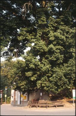 Bild: Baum und Bank in Collm 1994