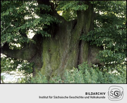 Streitlinde in Königsfeld