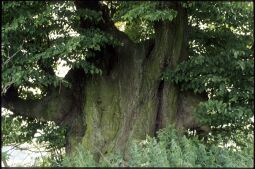 Bild: Streitlinde in Königsfeld