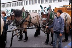 Bild: Fuhrwerk der Krostitzer Brauerei beim Tag der Sachsen