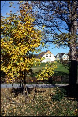 Bild: Ortsansicht von Landwüst