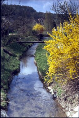 Bild: Hoyerswerdaer Schwarzwasser in Demitz-Thumitz