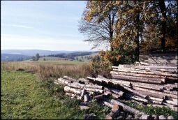 Bild: Holzstämme in Landwüst