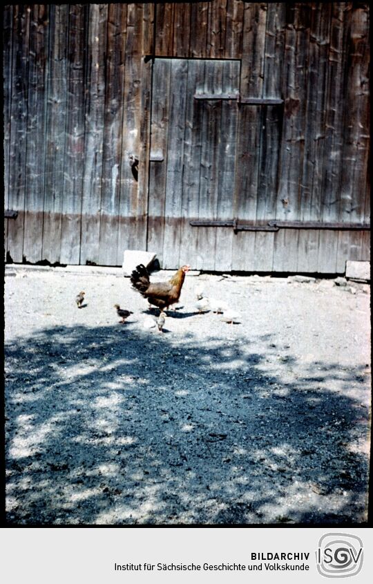 Henne mit Küken (Gluckhenne) in Nieder-Neudorf