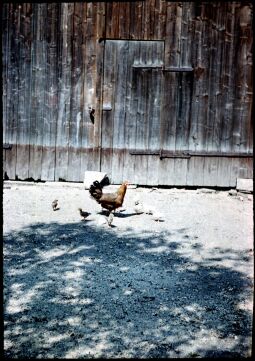 Bild: Henne mit Küken (Gluckhenne) in Nieder-Neudorf