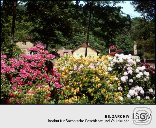 Blühende Pflanzen im Rhododendronpark Dresden-Wachwitz