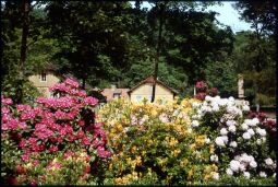 Bild: Blühende Pflanzen im Rhododendronpark Dresden-Wachwitz