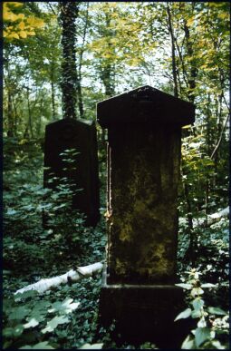Bild: Überwucherte Gräber auf dem Elias-Friedhof in Dresden