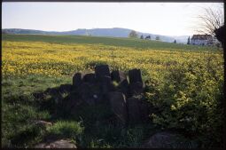 Bild: Basaltsäulen an einem Rapsfeld bei Eibau