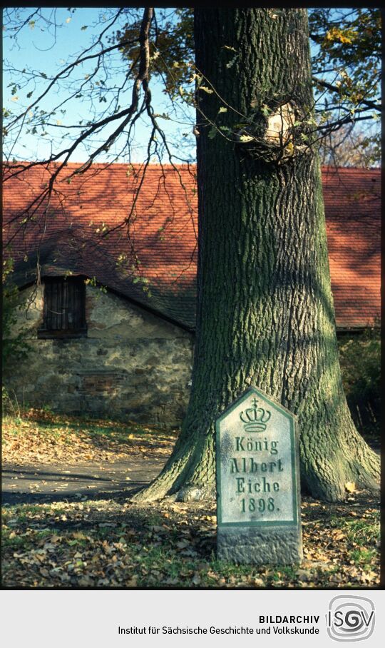 König-Albert-Eiche in Schirgiswalde