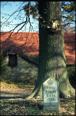 Bild: König-Albert-Eiche in Schirgiswalde