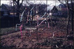 Bild: Österlich geschmückter Baum in Papstdorf
