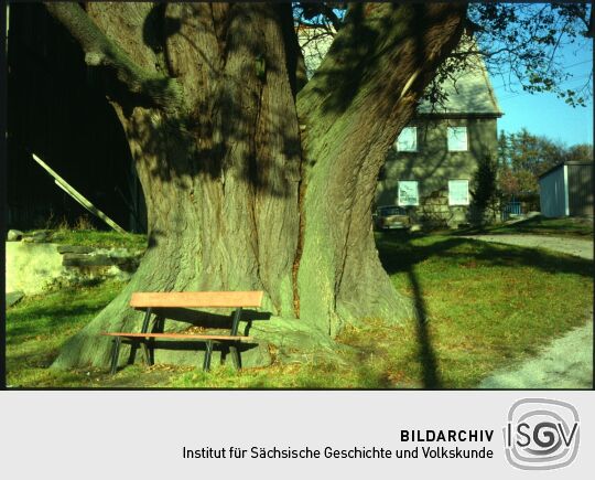 Bank an der Dorflinde in Weifa