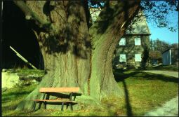Bild: Bank an der Dorflinde in Weifa