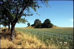 Bild: Feld bei Maxen