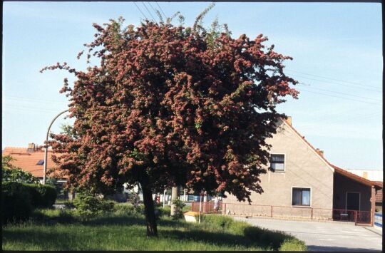 Blühender Baum in Nochten