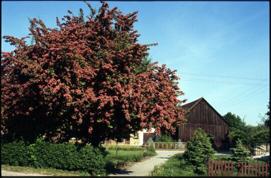 Blühender Baum in Nochten