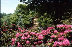 Bild: Rhododendronpark in Dresden Wachwitz