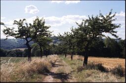 Bild: Feldweg bei Maxen