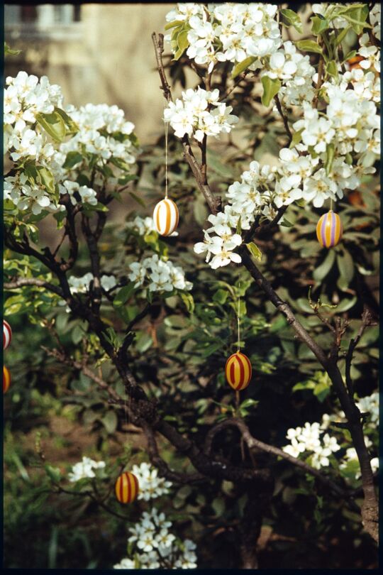 Ostereier an einem Birnbaum in Döbschütz