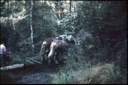 Zwei Pferde beim ziehen von Holzstämmen