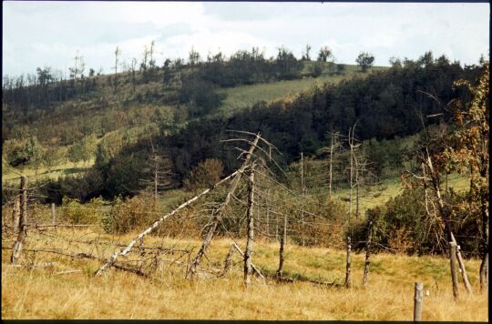 Waldsterben bei Fürstenau