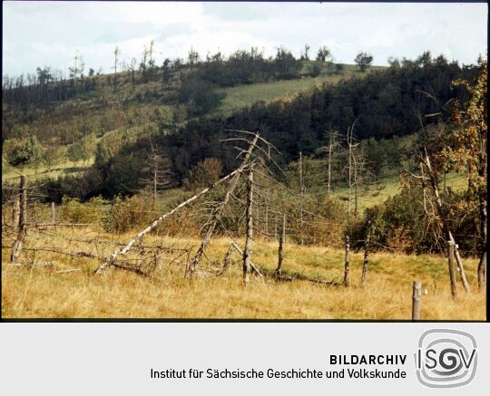 Waldsterben bei Fürstenau