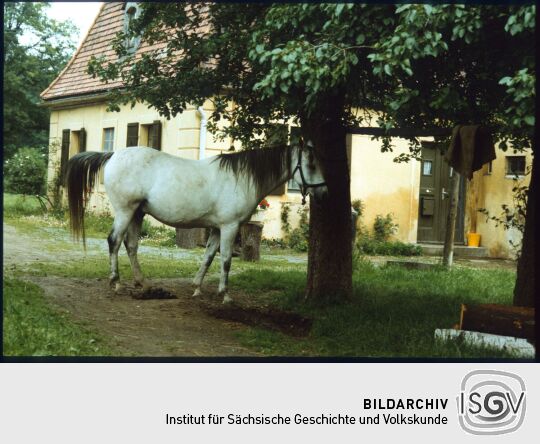 Pferd vor einem Nebendgebäude des Fasanenschlösschens