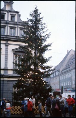Bild: Weihnachtsbaum auf dem Pirnaer  Weihnachtsmarkt am Rathaus