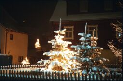 Bild: Verschneite Weihnachtsbäume in Geising