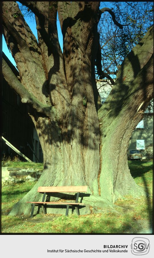 Bank an der Dorflinde in Weifa