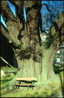 Bild: Bank an der Dorflinde in Weifa
