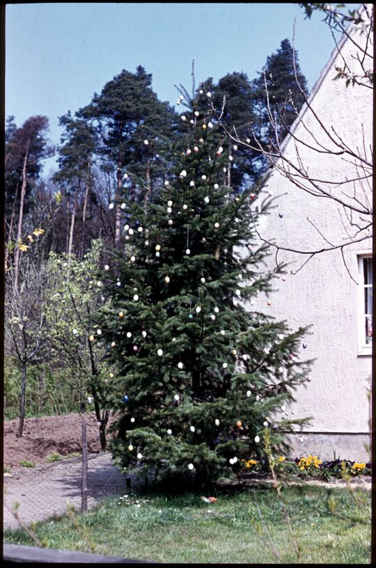 Österlich geschmückter Nadelbaum in Graupa