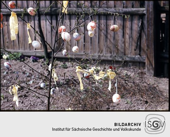 Osterbaum in Postelwitz