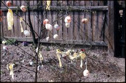 Bild: Osterbaum in Postelwitz