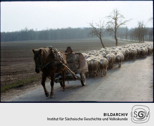 Ein Schäfer im Pferdewagen, gefolgt von seiner Schafherde