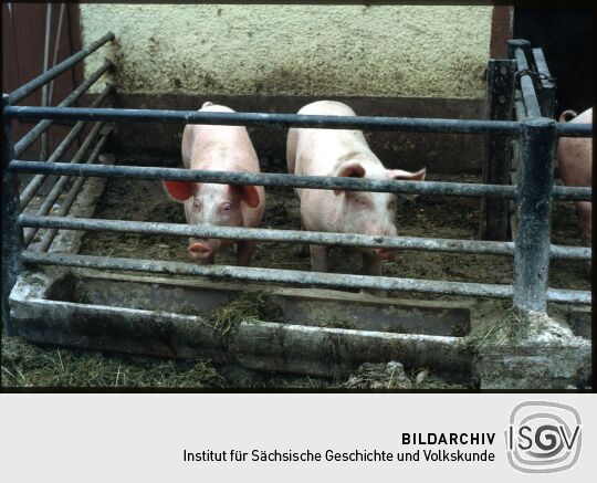 Zwei Schweine in Leppersdorf