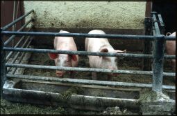 Bild: Zwei Schweine in Leppersdorf